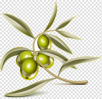 Green fruit illustration, Mediterranean cuisine , Stereo olive leaf transparent background PNG clipart