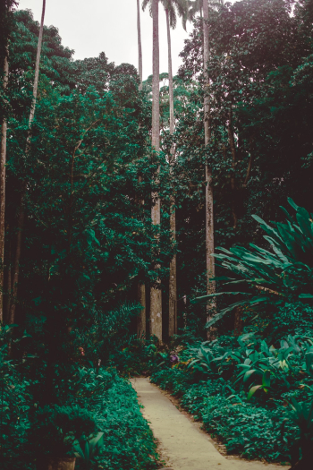 Green Garden Pathway Green Garden Pathway
