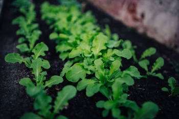 Green garden plants Green garden plants