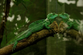 Green Gecko With Reflection Green Gecko With Reflection