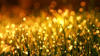 Green Grass Close Up Photo Green Grass Close Up Photo