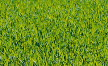 Green Grass Close Up Photograph Green Grass Close Up Photograph