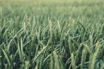 Green Grass Close-up Photography Green Grass Close-up Photography