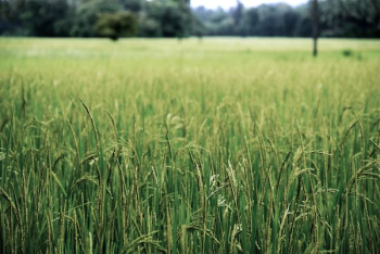 green grass field green grass field