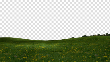 Green grass field, Steppe Grassland Vegetation Plain Lawn, Grass Cartoon transparent background PNG clipart