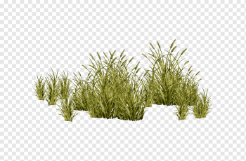 green grass, Grasses Tree Plant, Aquatic plants, grass, shrubland, shrub png