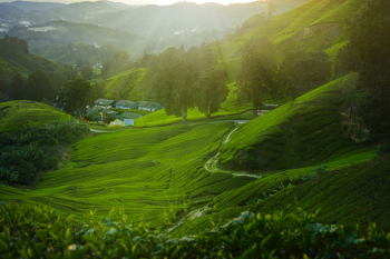 Green Grass Lawn Green Grass Lawn