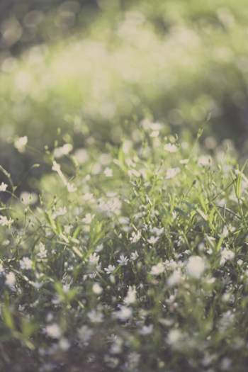 Green Grass Lawn Green Grass Lawn