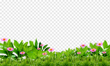 Green grass, leaf, computer Wallpaper, grass png