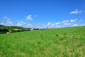 Green Grass Under Blue Sky Green Grass Under Blue Sky