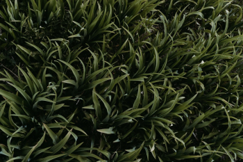 Green Grasses Green Grasses