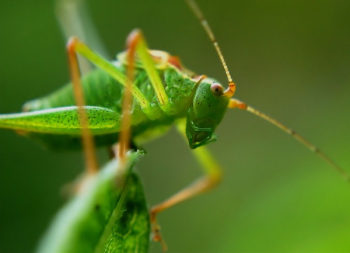 Green Grasshopper Close Up Photo Green Grasshopper Close Up Photo