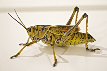 Green Grasshopper Close-Up Photo Green Grasshopper Close-Up Photo