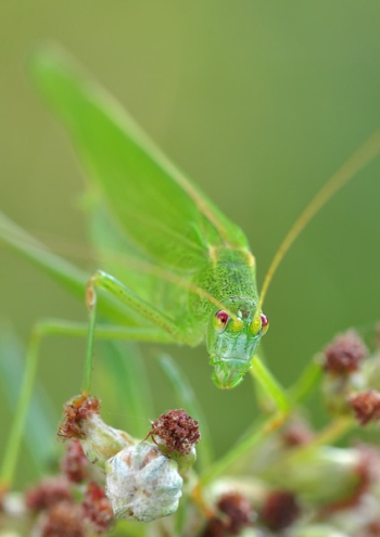 Green Grasshopper Macro Photography
