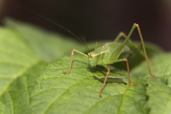 Green Grasshopper on Green Leaf