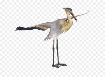 Green heron Crane Bird Great blue heron - crane Green heron Crane Bird Great blue heron - crane