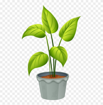 Green Home Plant - Flowering Plant And Non Flowering Plant Green Home Plant - Flowering Plant And Non Flowering Plant