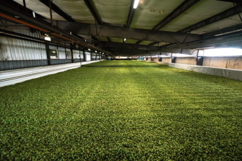 Green Hops Green Hops