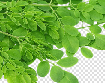 Green horseradish, Drumstick tree Nutrient Leaf Superfood Herb, Moringa seed leaves transparent background PNG clipart