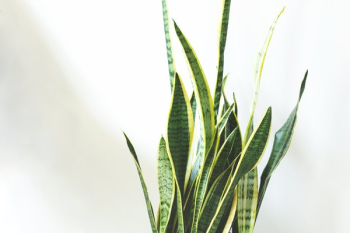 Green House Plant Leaves Green House Plant Leaves