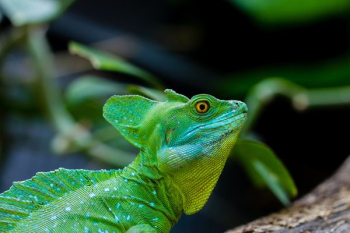 green iguana green iguana