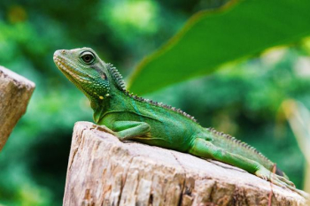 green iguana green iguana