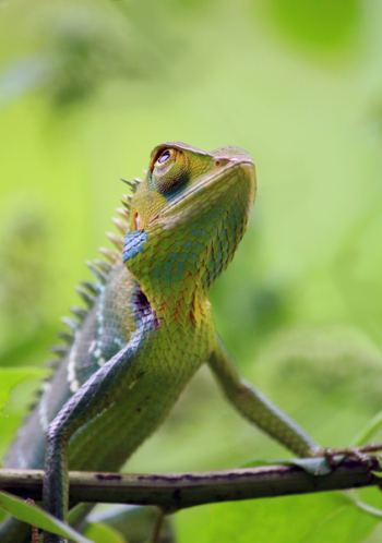 Green Iguana Green Iguana