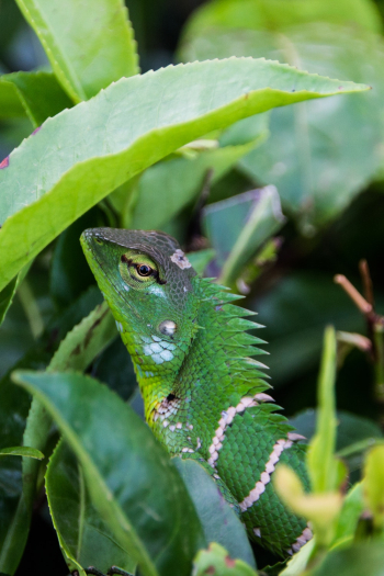 Green Iguana Green Iguana