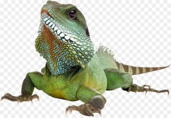 Green iguana Lizard Reptile - Iguana Transparent Background Green iguana Lizard Reptile - Iguana Transparent Background