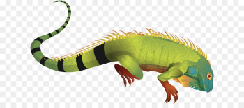 Green Iguana, Reptile, Lizard, Animal Figure PNG Green Iguana, Reptile, Lizard, Animal Figure PNG