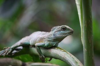 green iguana resting tree branch green iguana resting tree branch