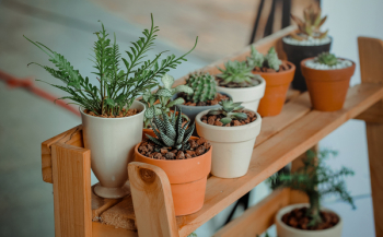 Green Indoor Potted Plant Lot Green Indoor Potted Plant Lot