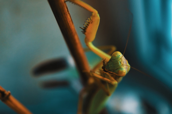 Green Insect Green Insect