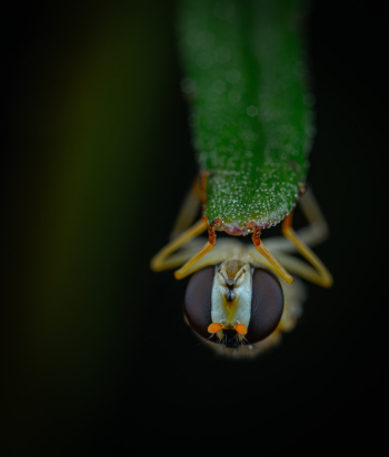 Green Insect Green Insect