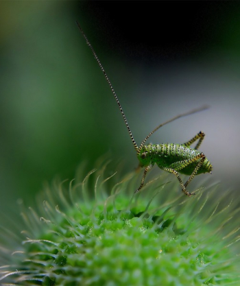 Green Insect Green Insect