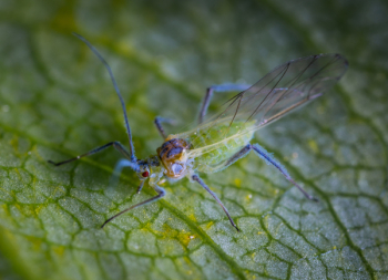 Green Insect Green Insect