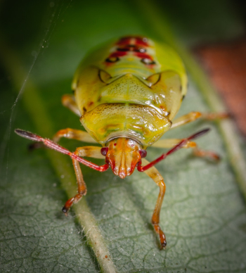 Green Insect Green Insect