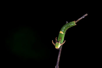 Green Insect on Branch Green Insect on Branch