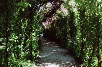 Green ivy alley Green ivy alley