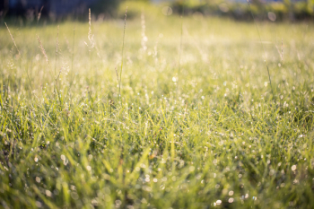 Green Lawn Green Lawn