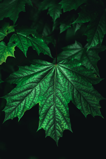 Green Leaf Green Leaf