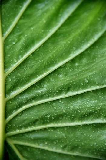 Green Leaf Green Leaf