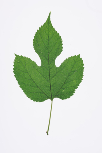 Green Leaf Green Leaf