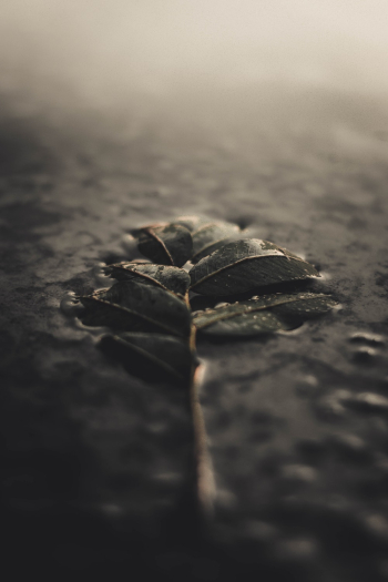 Green Leaf Green Leaf