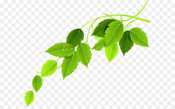 Green leaf Green leaf