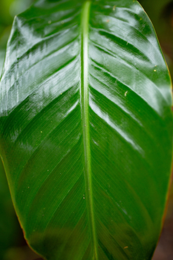 Green Leaf Green Leaf