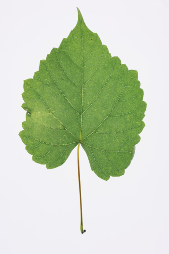 Green Leaf Green Leaf