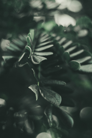 Green Leaf Green Leaf