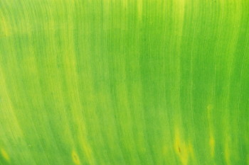 Green Leaf Green Leaf