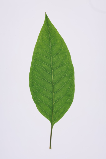Green Leaf Green Leaf
